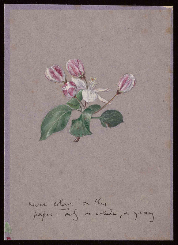 Hugh Allen, with commentary by John Ruskin, Apple Blossom, undated