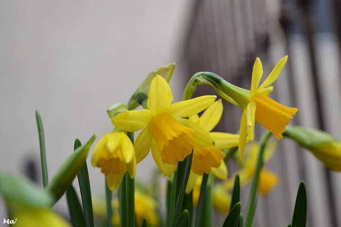 190223_jonquilles