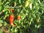 Tomates___l_ancienne_cueillette_jeudi_5