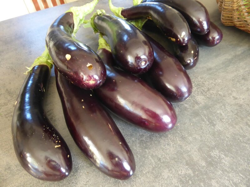 10-aubergines (1)