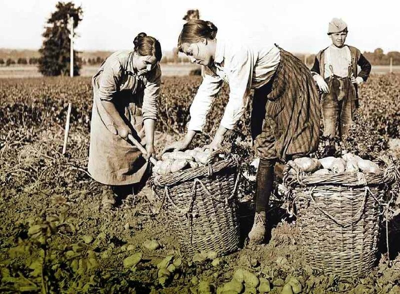 Ramassage des pataes dans l Oise