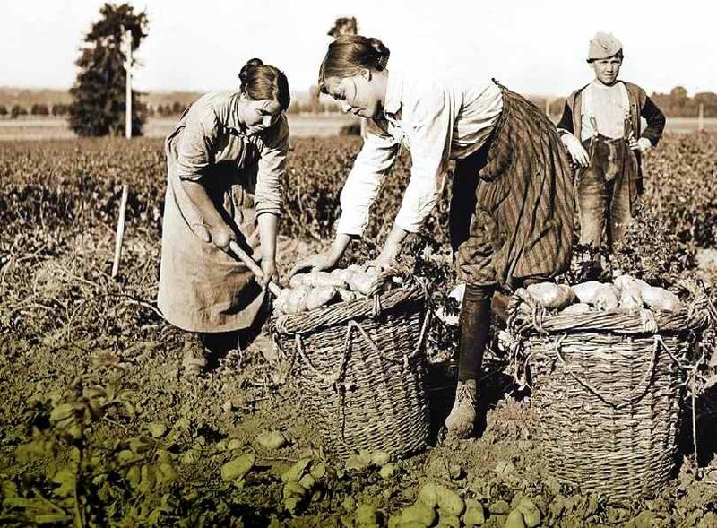 Ramassage des pataes dans l Oise