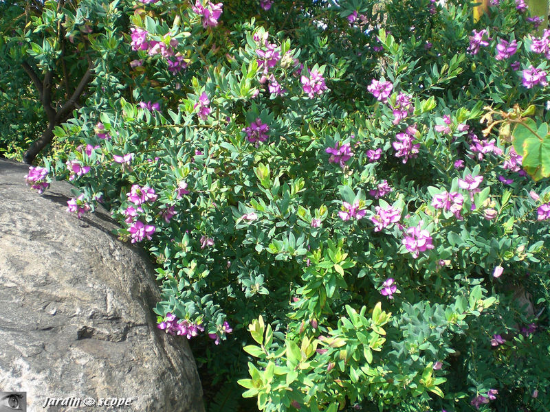 Polygale à feuille de Myrte • Polygala myrtifolia • Polygalaceae