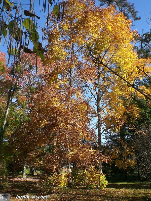 Caryer lacinie • Carya laciniosa • Juglandaceae (Amérique du Nord)