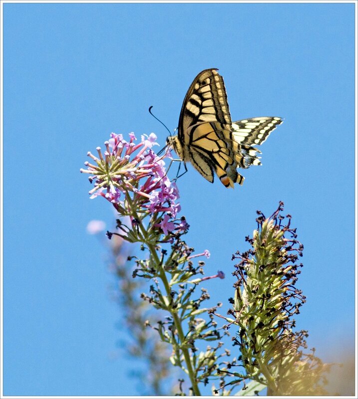 Torfou papill Machaon buddleia 080916 1