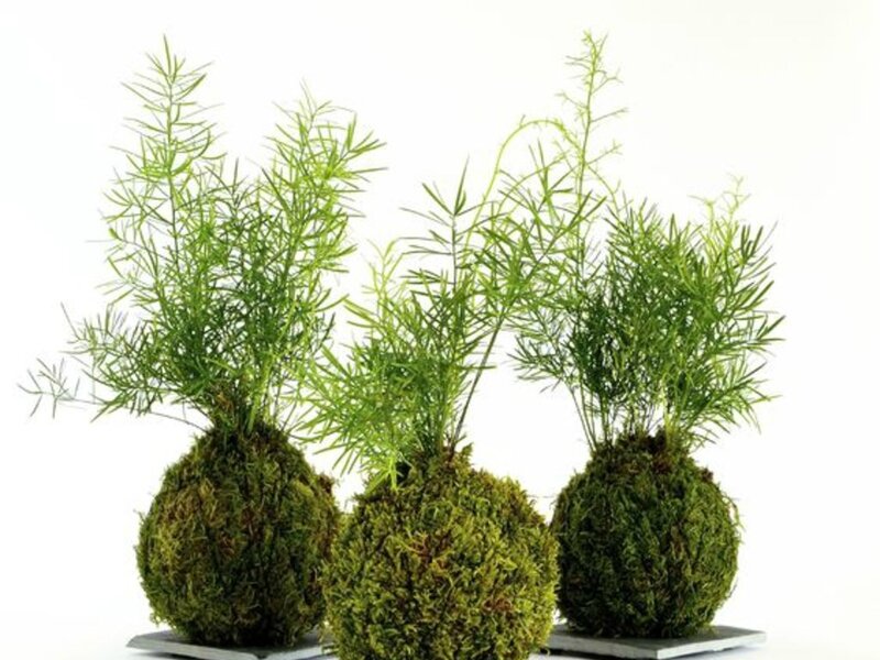 Le-Kokedama-Mini-jardin-japonais-a-creer-vous-meme_exact1024x768_l