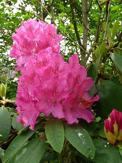 rhododendron 4