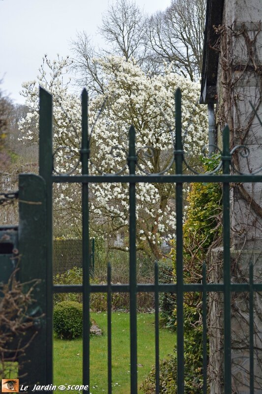 4601-Magnolia-en-fleurs