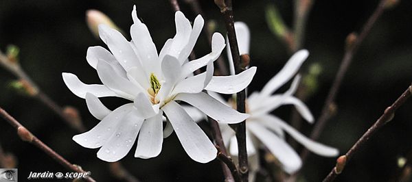 Magnolia-stellata-Waterlily