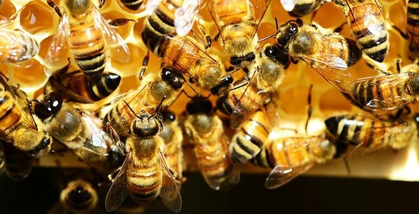 abeille-fleur-pollinisation-vegetal-animal-nature-miel-03