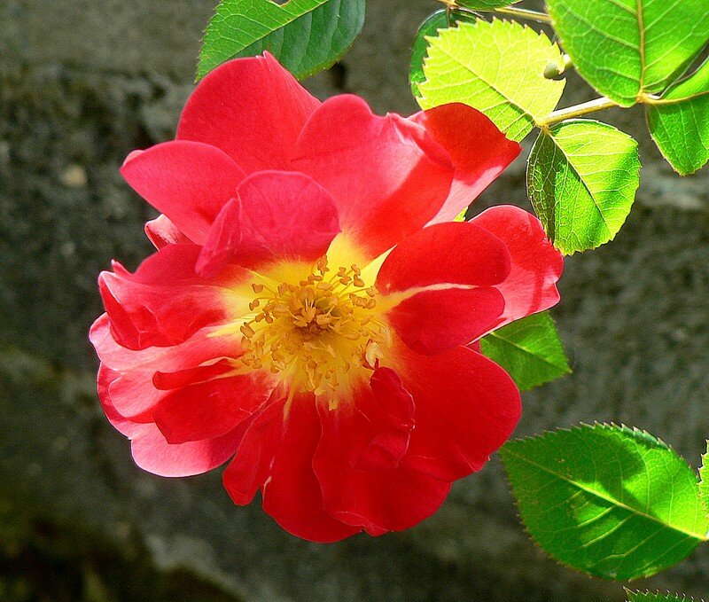rose Creepy