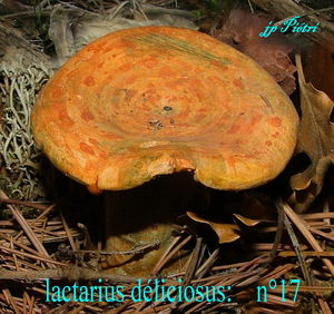 lactarius_deliciosus__n_17