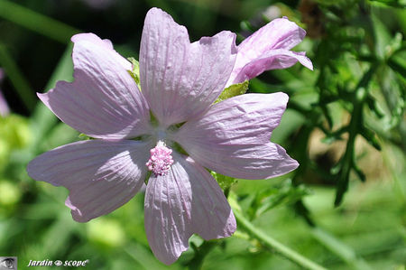 Mauve musquée • Malva moschata