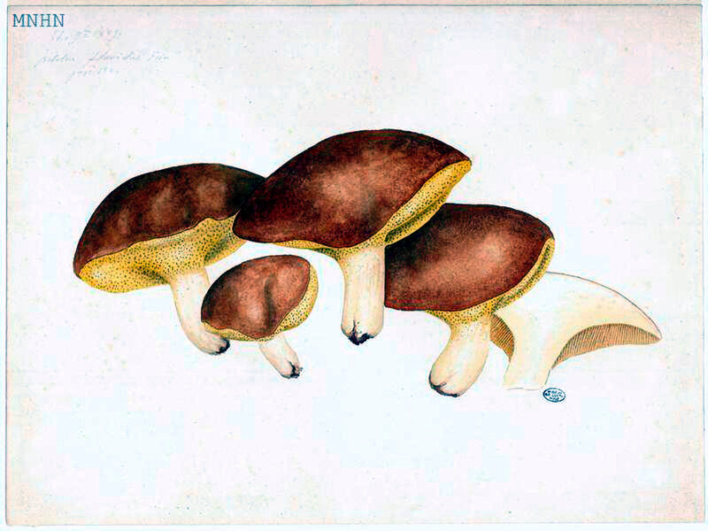 23 Boletus flavidus granulatus b