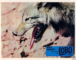 lobo_ru