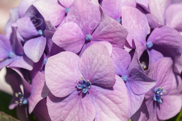 hortensia-bretagne04