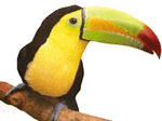 toucan5