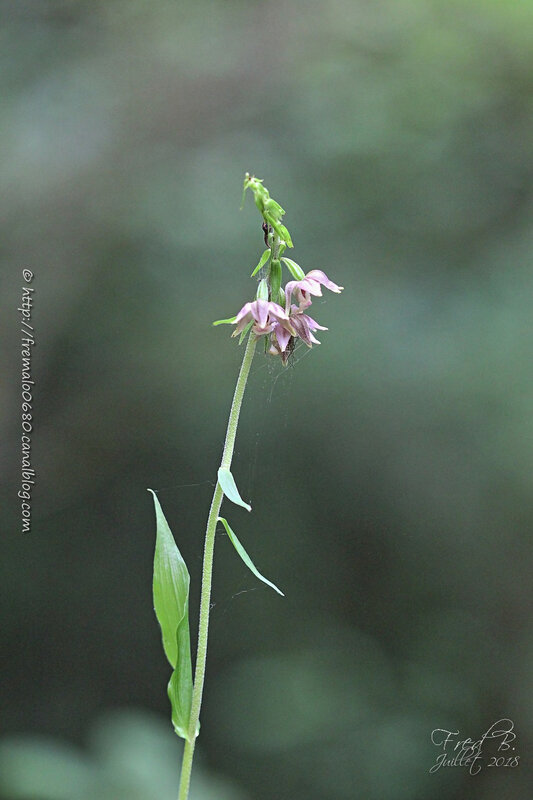 Epipactis sp