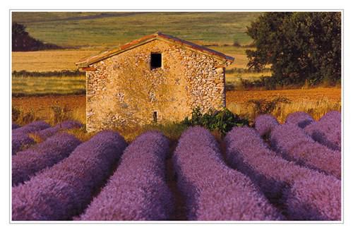 Cabanon dans les lavandes
