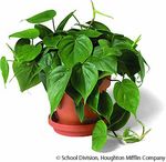 p0247200_philodendron