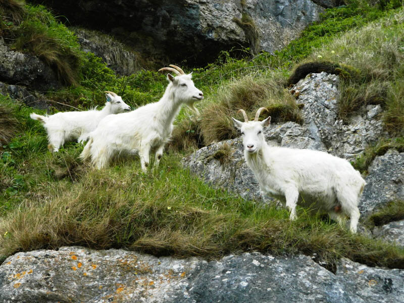 3ChevresCachmire=
