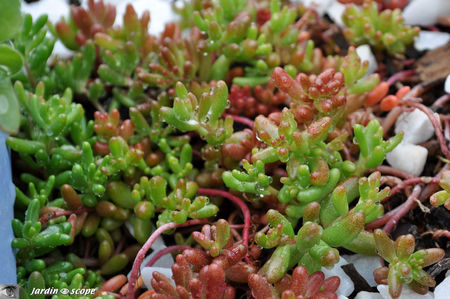 Sedum_album