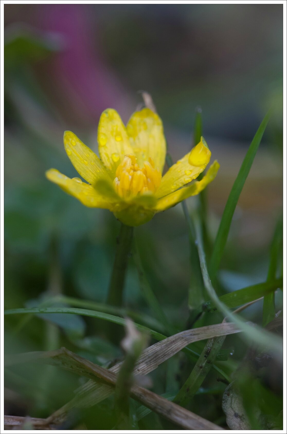 Galuchet ficaire 140215