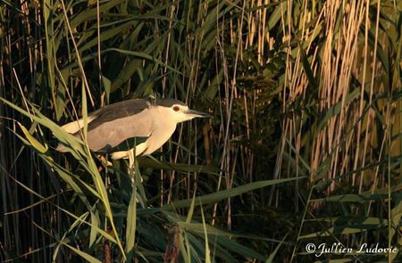 Bihoreau gris - nycticorax nycticorax_20110816_002