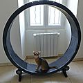 Cat wheel 