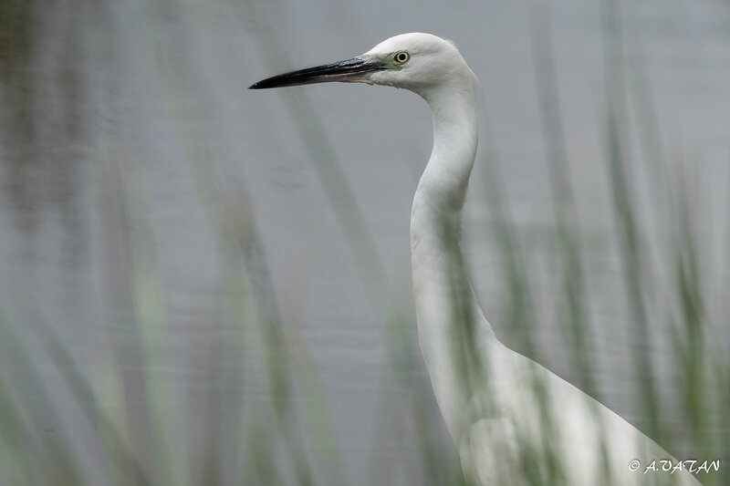 Aigrette garzette-4909