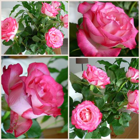 bouquet_de_rose_sept_09