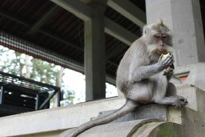 Ubud - Monkey forest (22)