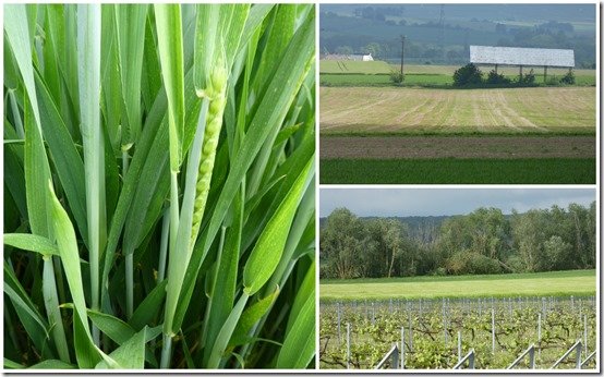champs, vignes et fleurs, mai 20233
