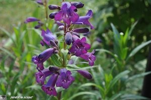 Penstemon-Rusian-River-2