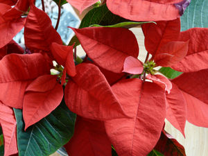 poinsetia