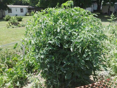tomates3