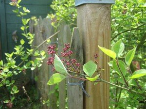 jardinage_004