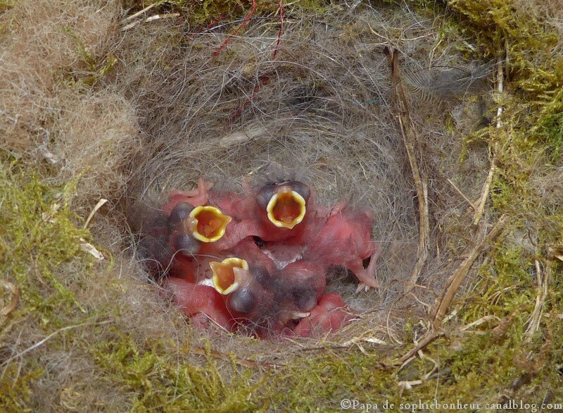 mésange oisillons Papa c