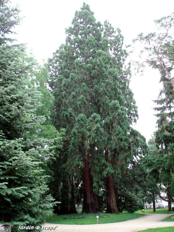 Séquoïas géants • Sequoiadendron giganteum