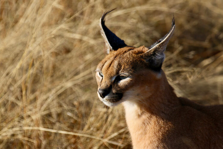 fiche-animaux-caracal-lynx-du-desert-taille-poids-habitat-comportement-alimentation-reproduction