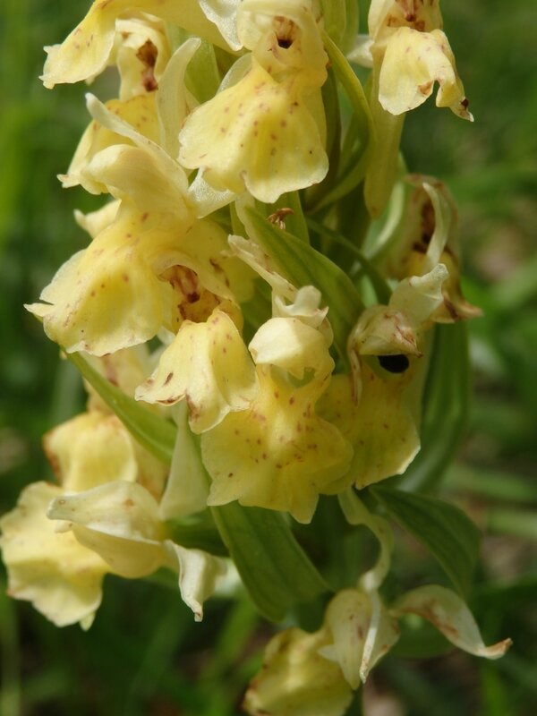 orchidée surreau (2)