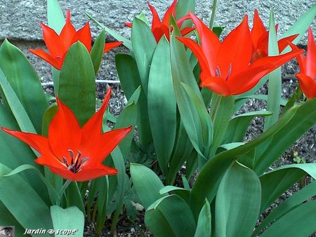 Tulipa praestans