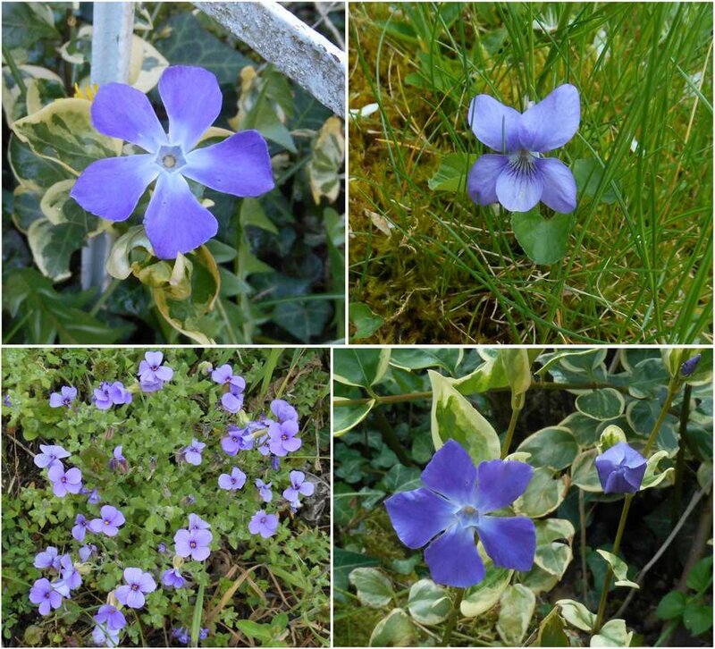 fleurs bleues
