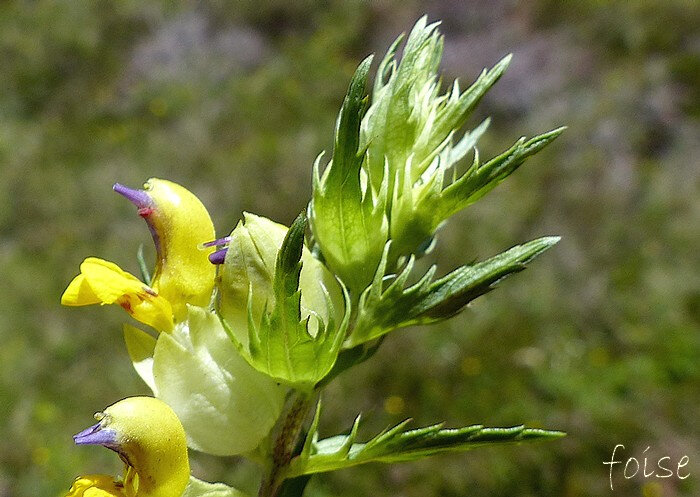 bractées glabres à dents aristées décroissant brusquement vers l'extrémité