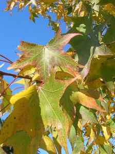 LIQUIDAMBAR_10