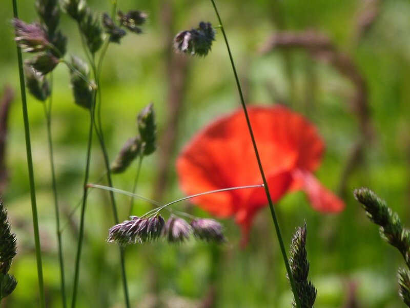 Coquelicots