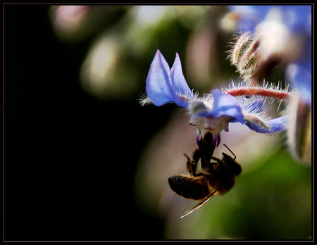 abeille_web