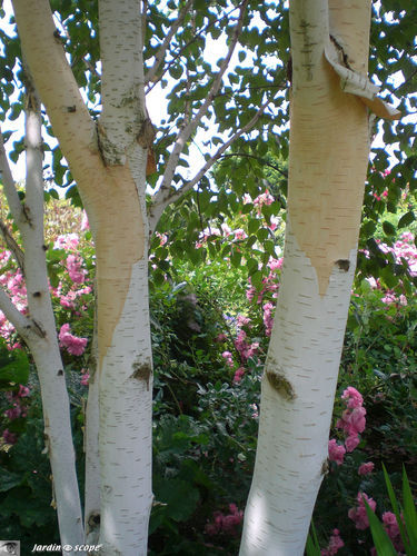L'écorce décorative du Betula utilis