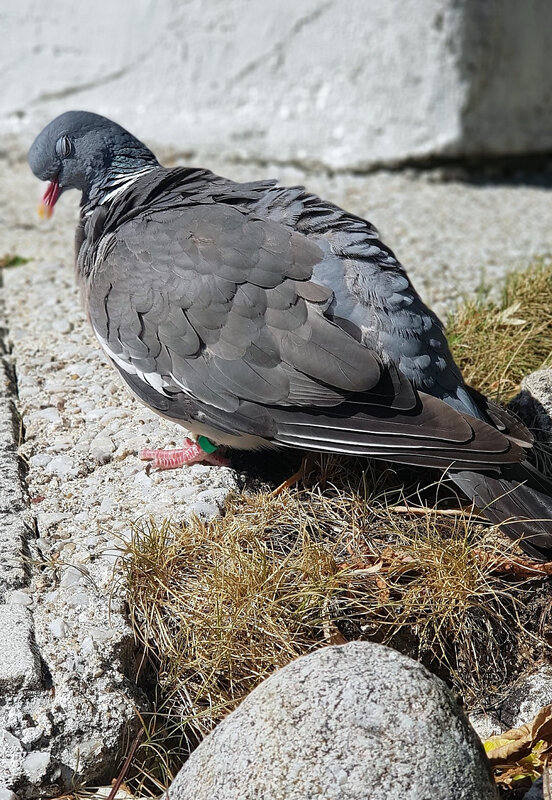 Coco Mai à fin Oct 2020 soit 8 ans 4 mois et 16 jours (21)