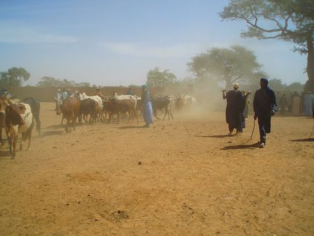 Fatoma, arrivée des troupeaux